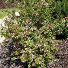 Image result for Geigeria engleriana