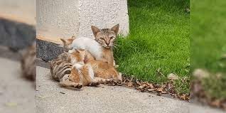 Stray Cat Problem How A Community Ensured Safety Of Both Cats And Residents Citizen Matters Bengaluru