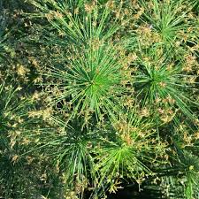 Image result for Cyperus clavinux