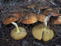 Image result for Suillus sp.