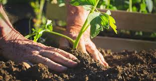 Maybe you would like to learn more about one of these? How To Prepare A Vegetable Garden