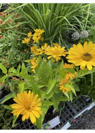 Image result for Heliopsis