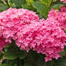 Image result for Hydrangea