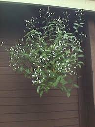 Image result for Gibasis