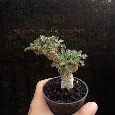 Image result for Trochomeria polymorpha