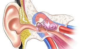 Image result for Tinnitus