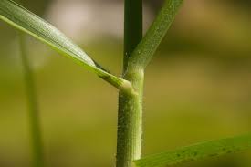 Image result for Cenchrus clandestinus