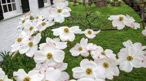 It grows in woods, preferring sandy or rocky soil, under or near evergreens. Top 10 Flowering Trees