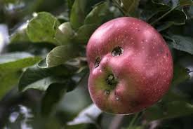Image result for funny shaped vegetables meme