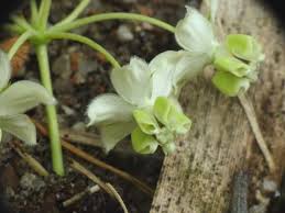 Image result for Gomphocarpus tenuifolius