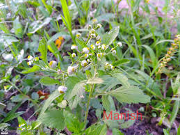 Image result for Dichrocephala