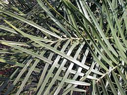 Image result for Fuerstia angustifolia