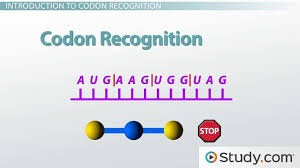 Making Sense Of The Genetic Code Codon Recognition