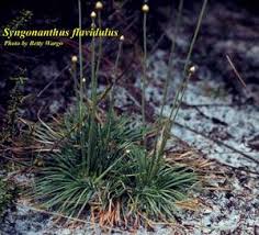 Image result for Syngonanthus robinsonii