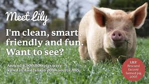 Edgar S Mission Farm Sanctuary Farm Sanctuary This Little Piggy Old Nursery Rhymes