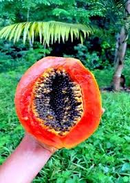 Image result for Carica papaya