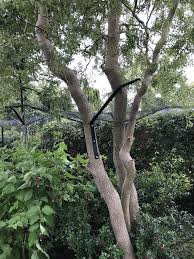 Tree Barrier Cat Fence Cat Enclosure Cat Garden