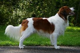 If you want to know keep them as your pet, know their behavior, trainability, child friendliness, facts and common health issues. Rasse Standard Vereniging Het Nederlandse Kooikerhondje