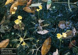 Image result for Utricularia podadena