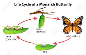 Butterfly Life Cycle Let S Learn Butterfly Life Cycle Life Cycles Animal Life Cycles