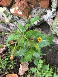 Image result for Sonchus dregeanus