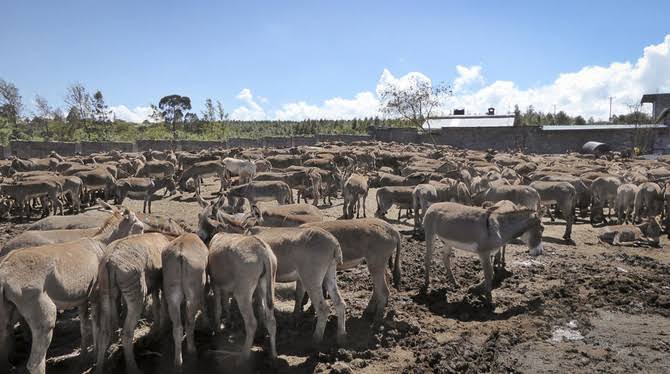 Pakistan Donkey Meat Export to China Begins