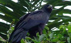 We did not find results for: 6 Jenis Burung Elang Yang Ada Di Indonesia Ilmu Peternakan