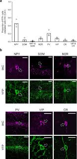 Novel Long Range Inhibitory Nnos Expressing Hippocampal