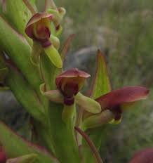 Image result for Disa brevicornis