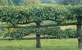 There are an amazing number of plants that can be trained as espaliers. Our New Kitchen Garden Plans Espalier Fruit Trees Espalier Apple Tree Fruit Trees