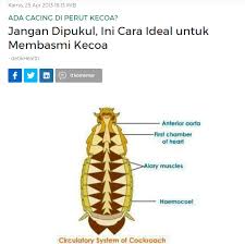 Check spelling or type a new query. Salah Jangan Pijak Kecoa Sampai Mati Karena Isi Perut Kecoa Sangat Bahaya Cek Fakta