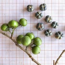 Image result for Margaritaria