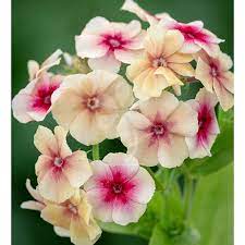 Phlox Drummondii Grandiflora Cherry Caramel Phlox Flowers Flower Seeds Flowers