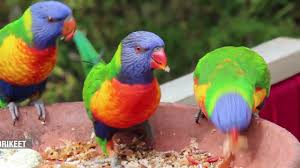 Jurong bird park is open every day of the year, save up to 20% when you buy tickets online or get a membership pass to enjoy exclusive privileges. Bird Aviary Park Islamabad Youtube