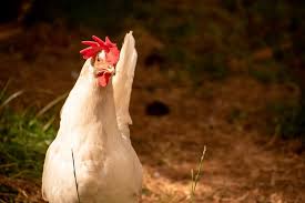 We did not find results for: Complete Leghorn Chicken Guide Colors Eggs Facts And More Chickens And More