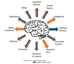 Dha Omega 3 Fundamental For Optimal Brain Structure Function And Health
