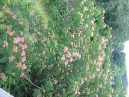 Maybe you would like to learn more about one of these? Mimosa The Tree Not The Drink Brings Happiness Whole Idea Healing Psychotherapy Mindfulness Herbal Medicine