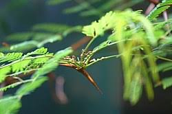 Image result for Acacia cornigera
