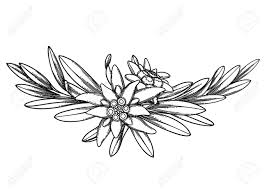 Graphic Vignette Made Of Edelweiss Flowers And Leaves Vector Royalty Free Cliparts Vectors And Stock Illustration Image 150889436 See more ideas about edelweiss, edelweiss flower, flowers. graphic vignette made of edelweiss flowers and leaves vector