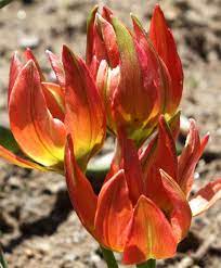 Tulipa Little Princess A T Hageri And T Aucheriana Cross This Dainty Scented Beauty Is Spanish Orange With A Yellow Edge Bulb Flowers Tulips Flowers Tulips
