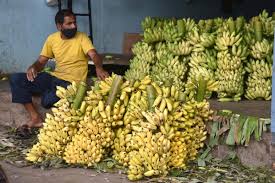 If you haven't already, we give you enough reasons to try them.elaichi or yelakki bananas: Festive Season Low Price Leaves Fruit Growers Unhappy Deccan Herald