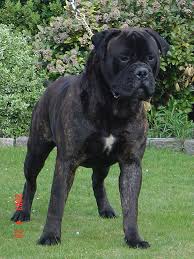 Find local bullmastiff puppies for sale and dogs for adoption near you. Bullmastiff Wikiwand