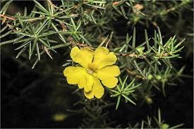 Image result for Hibbertia