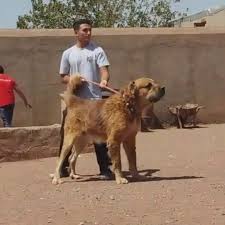 Alabay Ve Iran Coban Kopegi Atisma Alabai And Persian Shepherd Dog Vs Dailymotion Video