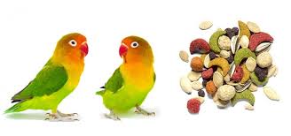 Buy online pickup in store, deliver from store, live small pets, live crickets, visiting pet care clinic, grooming, training, live fish, autoship Bird Supplies Dubai Abu Dhabi Sharjah Uae Shop Bird Food Zoo And Pet