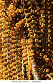 Image result for Chironia flexuosa