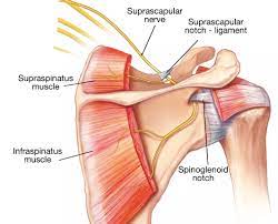 Last medically reviewed on january 23, 2018 Shoulder Pain And The Suprascapular Nerve Dynamic Physio Therapy Naples Fl Physical Therapy