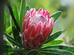 Pin On Proteaceae