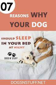 7 Amazing Reasons Why Your Dog Should Sleep In Your Bed At Night Dogs N Stuff In 2020 Sleeping Dogs Dogs Girl And Dog