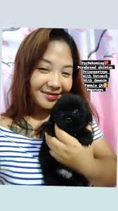 Papost salamat 🥰 For rehoming Chocoliver Male Pm sa interested ForRehoming  Purebreed shihtzu Princesstype With Wi th Vetcard With deworm Female F ot  Pmpotayo Pm potayo For rehoming Purebreed shihtzu Princesstype Pr
